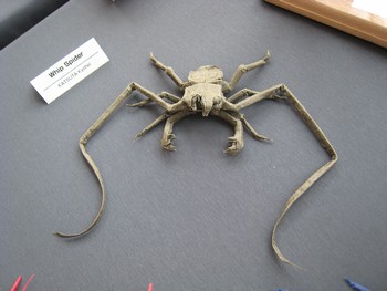 Origami Whip spider by Kyohei Katsuta on giladorigami.com