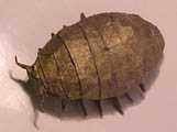 Origami Pillbug by Robert J. Lang on giladorigami.com