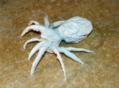 Origami Tarantula by J.C. Nolan on giladorigami.com