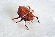 Origami Lucanus hembra by Nicolas Gajardo Henriquez on giladorigami.com