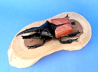 Origami Hercules beetle by Satoshi Kamiya on giladorigami.com