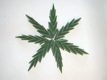 Origami Fir twig by Sanja Srbljinovic Cucek on giladorigami.com