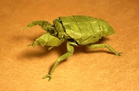 Origami Cicada nymph by Satoshi Kamiya on giladorigami.com